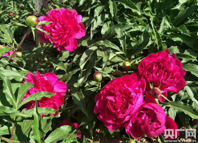 組織國花投票 中國花卉協會稱在征集民意