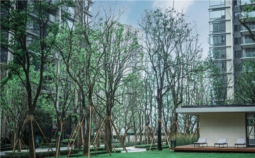 吉盛園林 把森林歸還龍湖?塵林間