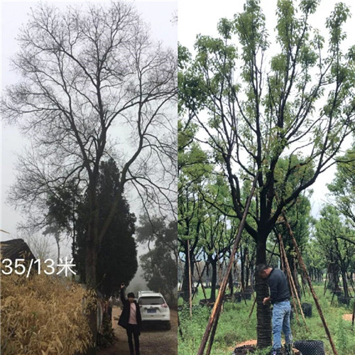 吉盛園林 把森林歸還龍湖?塵林間