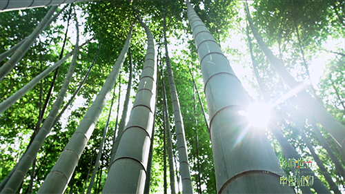 紀錄片《影響世界的中國植物》 中秋重磅推出！