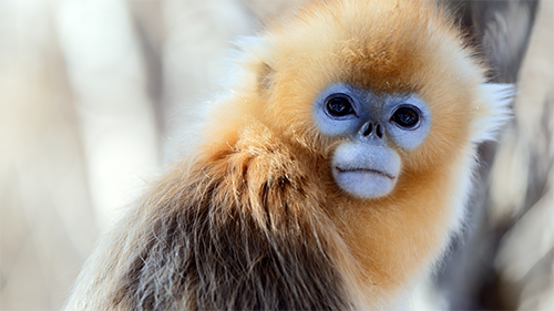 紀錄片《影響世界的中國植物》 中秋重磅推出！
