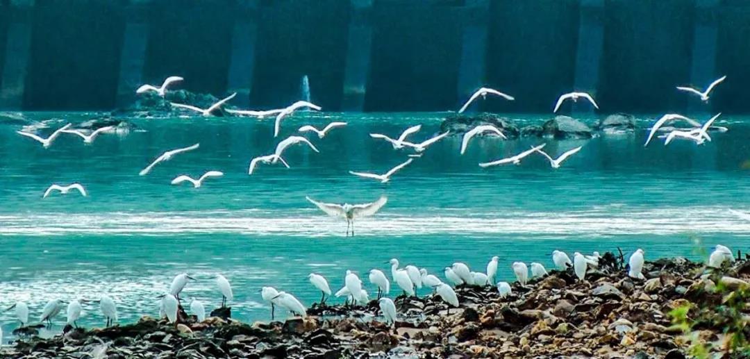 2019園冶杯專業(yè)獎丨半山村美麗鄉(xiāng)村規(guī)劃