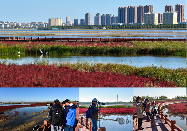 咸水濕地的重生——山東乳山潮汐湖濕地公園設計分享