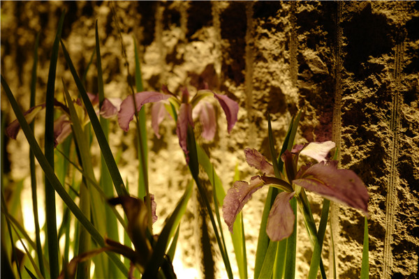 慢客景觀丨2020世界花園大會“江南水里”展園