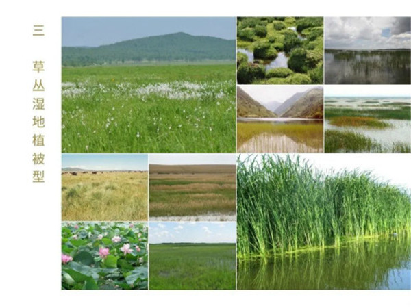 《中國濕地植被與植物圖鑒》出版