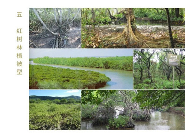 《中國濕地植被與植物圖鑒》出版