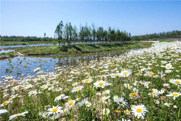 怡境景觀丨灃河濕地生態公園