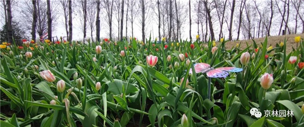 京林生態花園2021年(第三屆)春季花展即將盛大開幕