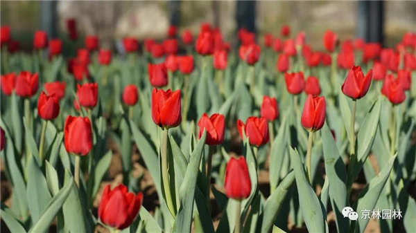 京林生態花園2021年(第三屆)春季花展即將盛大開幕