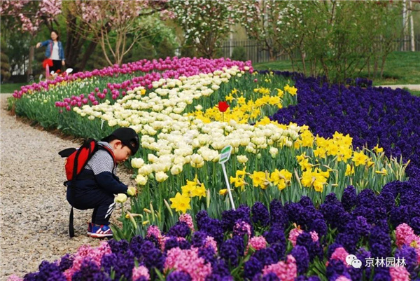京林生態花園2021年(第三屆)春季花展即將盛大開幕