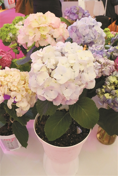 第二十三屆中國(guó)國(guó)際花卉園藝展覽會(huì)在上海舉辦