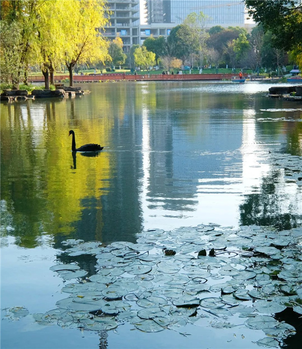 可齋景觀丨寧波·鄞州公園一期八景提升