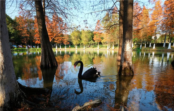 可齋景觀丨寧波·鄞州公園一期八景提升