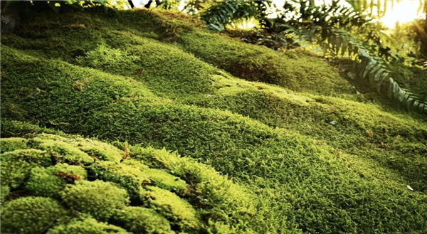 虞金龍:人 城市 花園的和鳴