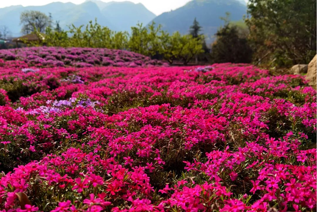 黎妮：為西部美麗鄉(xiāng)村注入新活力