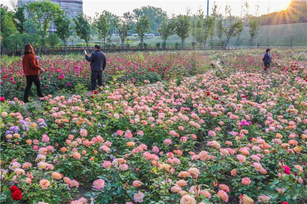 盤龍山景觀綠化提升工程設(shè)計(jì)施工總承包(EPC)