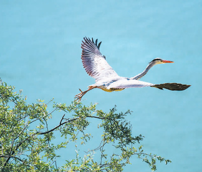 范周:生態(tài)保護擦亮黃河文化名片