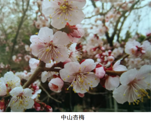 代樹剛:“南梅北移”讓京城百姓看得見梅花