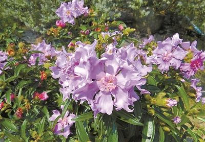 花城廣州四季花開背后的秘密