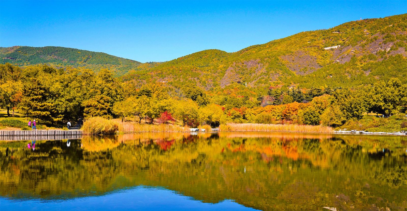 斑斕成景 北京市屬公園推出30處彩葉觀賞地