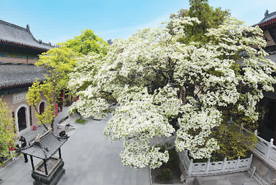 中國(guó)古樹名木已是興旺的“大家庭”