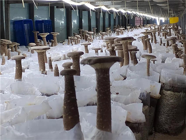 園冶杯參賽作品丨老冢鎮(zhèn)“記憶中的鄉(xiāng)村”