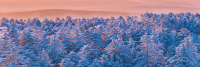 森林撫育，冬季為何很重要？