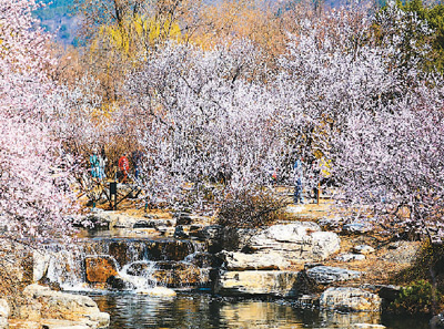 去國家植物園賞桃花