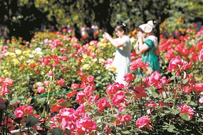 2024北京月季文化節開幕 11展區超3000種月季爭奇斗艷