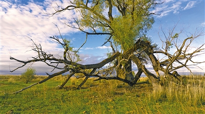 搭建文旅新場景:阿勒泰,牧歌聲里看草原