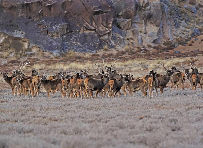 國家公園建設成效顯著 旗艦物種數量持續增長