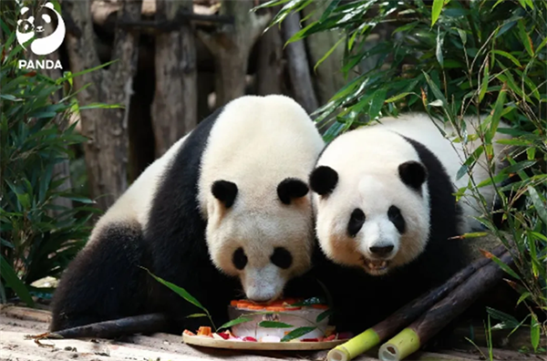 成都世園會邀八方來客中秋共赴“花”約!