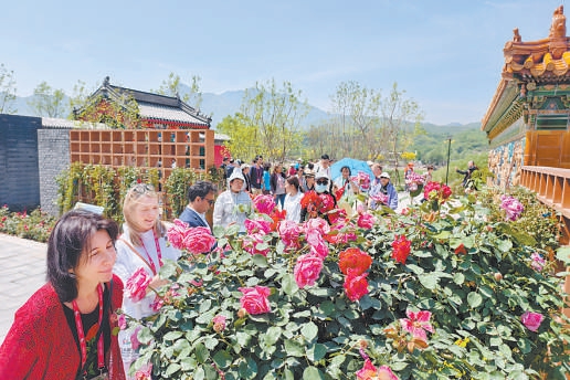 40年來首次落地中國 國際月季大會亮相京西