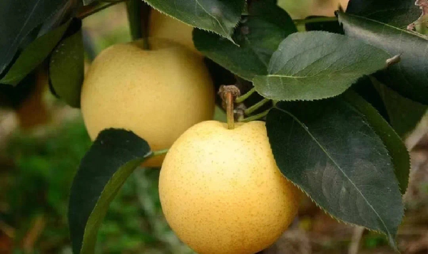 碩果飄香·豐涵海淀丨“梨”享生活 金秋味道