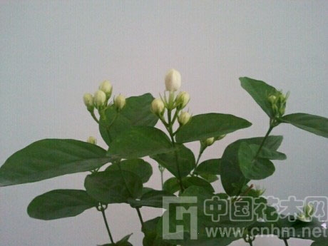 中國風景園林網(wǎng) 花卉應用