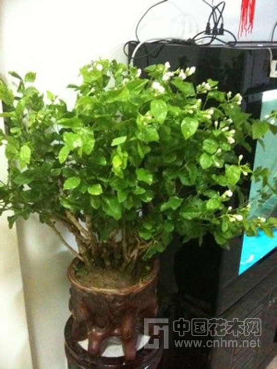 中國風景園林網(wǎng) 花卉應用