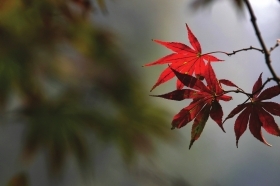 湖南：長沙岳麓山楓葉漸紅 半個(gè)月后更美