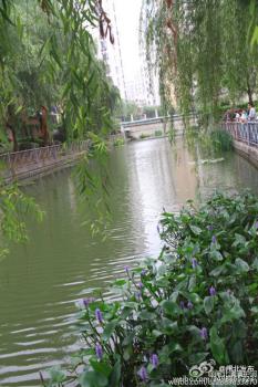 上海閘北：水生植物千屈菜在河中美麗綻放