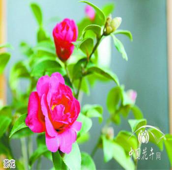 茶花為何不能正常開花 盆栽植物蒔養與管護