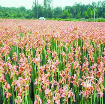 花卉資訊_花木市場資訊_花木頻道