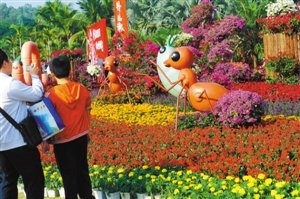 蓮花山公園里的簕杜鵑。