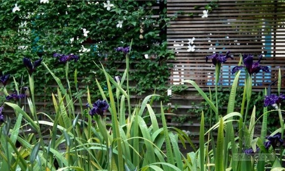 不用澆水的花園