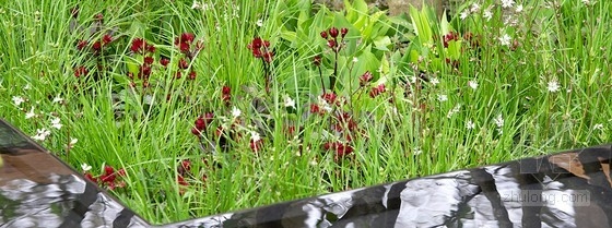 2013切爾西花展金獎:每日電訊報花園