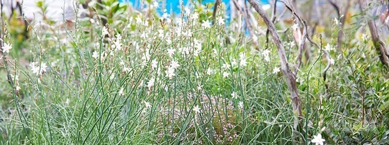 2013切爾西花展最具新意獎(jiǎng)——“浴火重生”花園