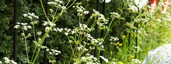 2013切爾西花展游客選擇獎——約克郡花園