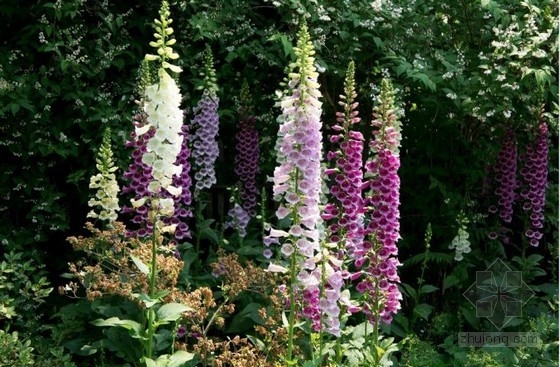 長島菲普斯花園