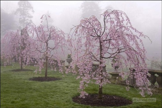 長島菲普斯花園