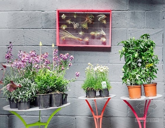 切爾西藝穗節上的Squint輕松花園