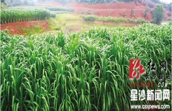 湖南長沙縣推廣“速生植物捕碳儲碳修復大氣環(huán)境”技術