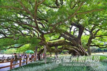福州:編制“榕蔭規劃”為城市撐上“綠傘”